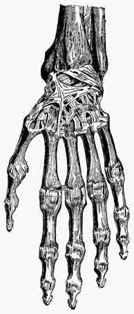 Hand